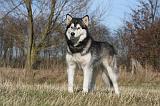 ALASKAN MALAMUTE 751